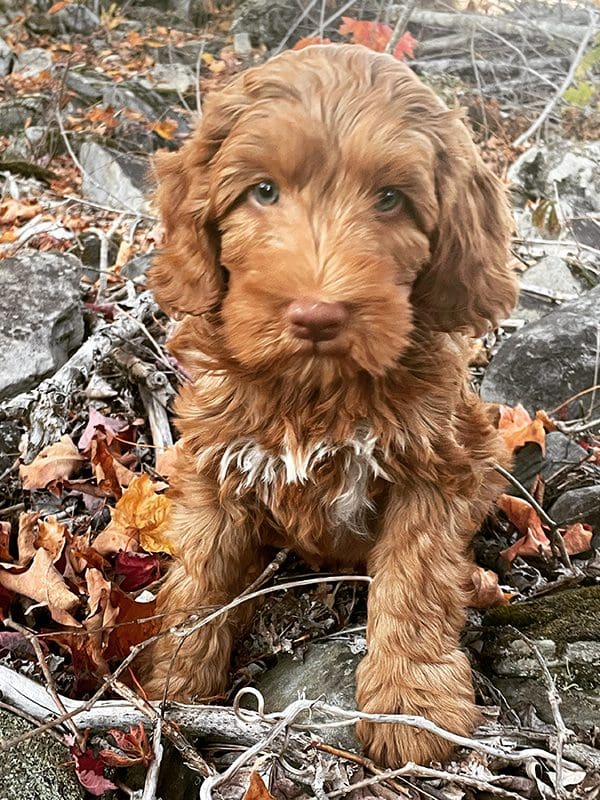 available-puppies-australian-cobberdogs-imperial-faberge